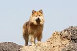 CHIEN FINNOIS DE LAPONIE 127